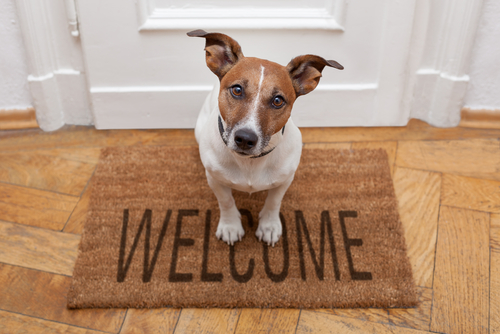 Does homeowners insurance cover my pet?