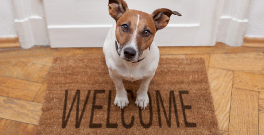 Does homeowners insurance cover my pet?